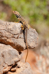 In the heart of Moab, a long tailed collared lizard rests on a large stone, perfectly poised between desert stillness and wild beauty