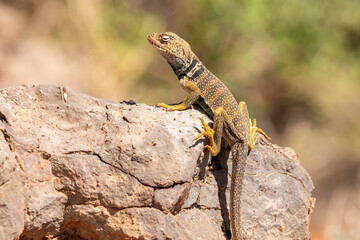 A vibrant collared lizard basks in the desert sun atop a massive boulder in Moab, soaking up the warmth of the arid landscape