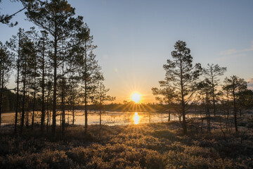 Estonia - April 26 2025: Spring in Kõnnu Suursoo Mire. Scenic Wetland Landscape with Dangerous Floating Peat Moss and Typical Swamp Grass around Bog Pool named Pikklaugas in Soft Morning Light.