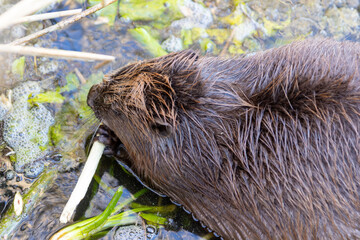 Biber (Castor fiber) am Federsee frißt an einem Zweig