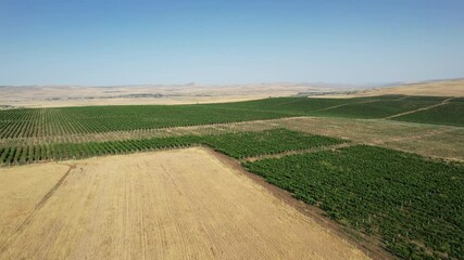 Wine yard in Azerbaijan, Summer