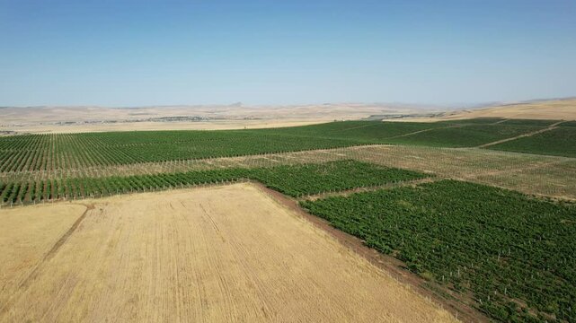Wine yard in Azerbaijan, Summer