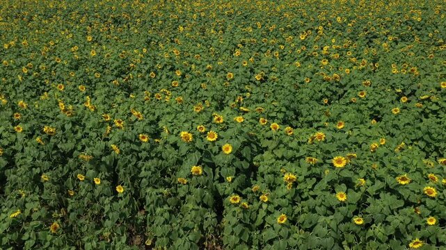 Sunflower field