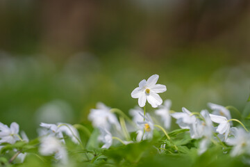 Wood anemones in a nature reserve woodland. Wood anemone (anemone nemorosa) in woodland. Wood anemone or windflower is a ancient woodland indicator species. 
