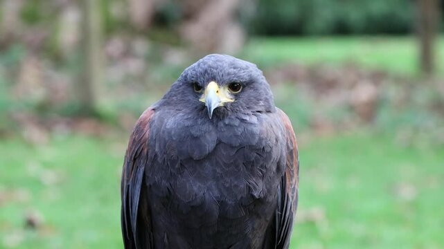  Nice young harris buzzard female