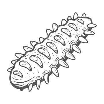 Sea Cucumber clip art preview