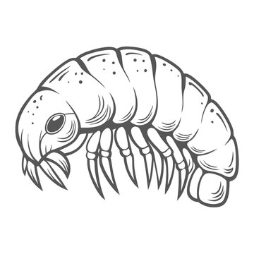 Amphipod Illustration: Sandhopper, Crustacean Vector Graphic