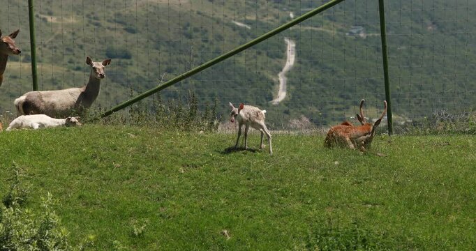 Safari park