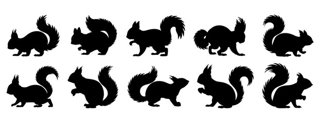 Squirrel silhouette. Squirrel silhouette in various poses on a white background.