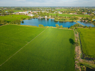 Fototapeta premium Aerial view of vibrant green rice fields