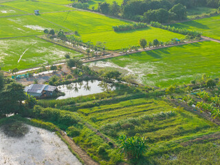 Aerial view of vibrant green rice fields