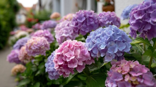 A breathtaking display of hydrangea macrophylla blossoms unfolds, showcasing hues of pink, blue, and lavender in a charming garden setting. The summer sun enhances this floral spectacle