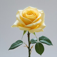 yellow rose 