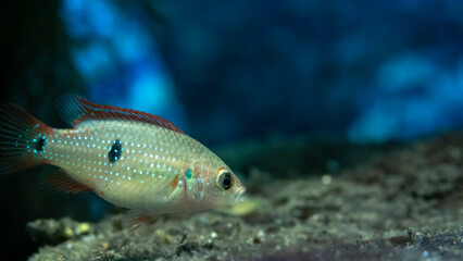 Close-up of 6 week old Jewel Cichlid (Hemichromis lifalili)