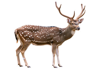 Fototapeta premium PNG