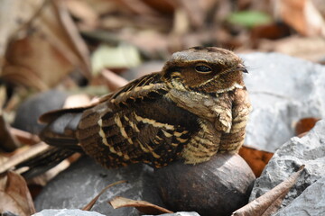 Large-tailed Nightjar sleep.