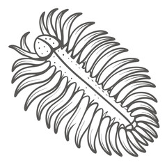 Feather Duster Worm Line Art Illustration