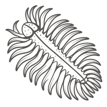 stylized trilobite fossil outline clip art preview