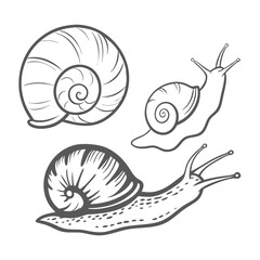 Snails and Shells Line Art Illustration © Lungani