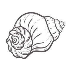 queen-conch--aliger-gigas- stunning high quality unique classic