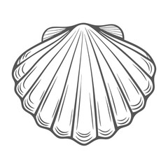 Sea Scallop Shell Line Art Illustration