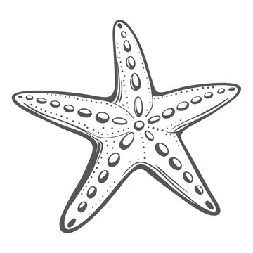 Ochre Sea Star Illustration, Pisaster Ochraceus