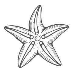 sunflower-sea-star--pycnopodia-helianthoides- elegant unique professional impressive