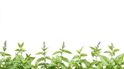 Fototapeta premium Vibrant Basil Border: Fresh Green Herbs on White Background