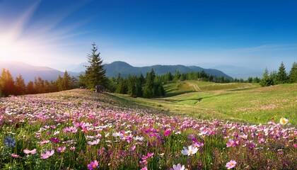 spring flower field