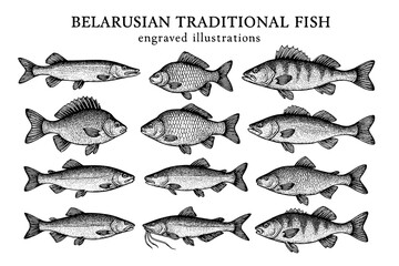 Discovering the beauty of engraved illustrations of Belarusian traditional fish showcasing diverse species in meticulous detail