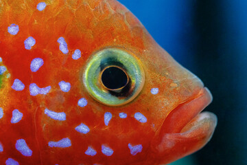 Macro close-up of a Jewel Cichlid (Hemichromis lifalili)