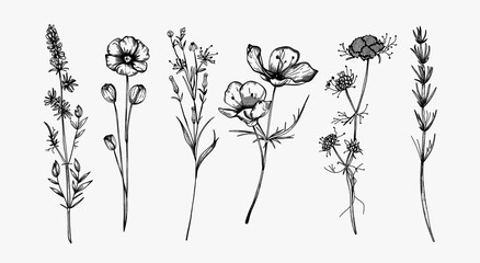 Set of wildflowers. Sketch style.