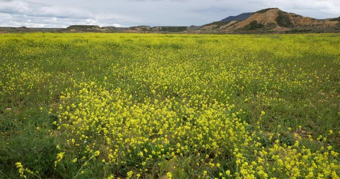 La Bardenas Reales Blance during the Springtime, Navarre, Spain.