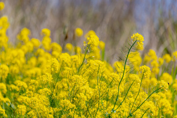Selective focus of golden yellow flowers with blue clear sky, Rapeseed also known as Oilseed rape,...