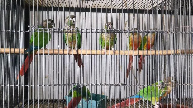 Green-cheeked parakeet in cage