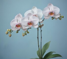 Obraz premium Watercolor painting of Philippine Phalaenopsis orchids against a serene blue backdrop , flowers, color