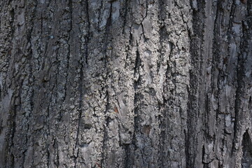 Obraz premium tree bark texture