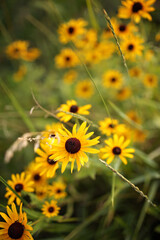 Yellow Black Eyed Susan Rudbekia Fowers Blowing in the Wind in Summer Garden.