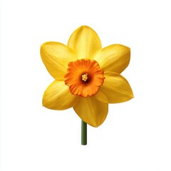 Fototapeta premium Close up of a single yellow daffodil with an orange center on a white background