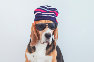 funny beagle dog in sunglasses looking