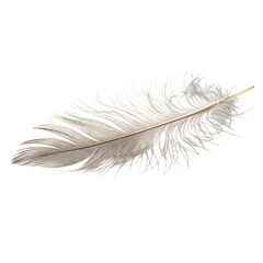 Fototapeta premium Soft white bird feather isolated on white background with delicate texture and light appearance 
