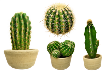 Set of cacti cut out  isolated on white background PNG