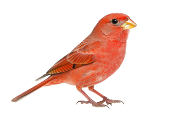Vibrant red bird perched gracefully, showcasing its bright plumage and distinctive features in a natural setting. on transparent background