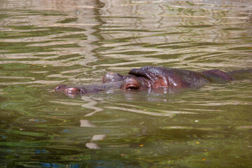 Fototapeta premium Hippo swimming in calm water at midday near the riverbank in a natural habitat setting