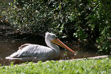 White pelican swimming in a serene pond surrounded by greenery in bright daylight