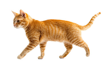 Playful orange tabby cat walking gracefully in a bright setting, showcasing its vibrant fur and curious expression. on transparent background
