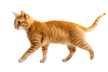 Playful orange tabby cat walking gracefully in a bright setting, showcasing its vibrant fur and curious expression. on transparent background