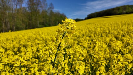 Bright yellow canola field and blue sky on a sunny day. Rural scene in springtime