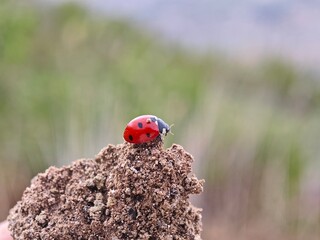 ladybird on a leaf