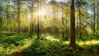 panoramic view of a forest with sunlight shining through the trees